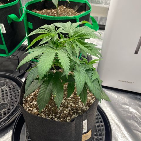 10th planet R1 growlog timeline photo