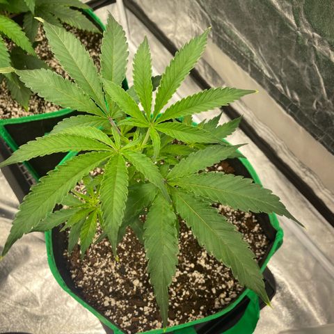  10th planet R1 growlog timeline photo