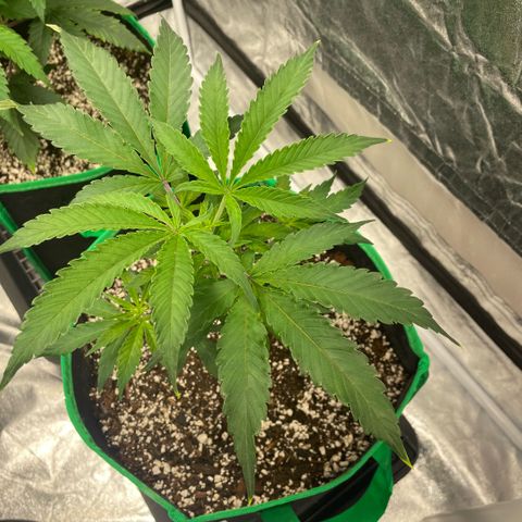  10th planet R1 growlog timeline photo