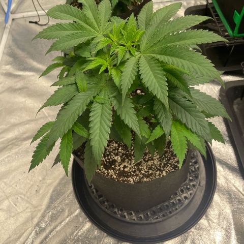  10th planet R1 growlog timeline photo