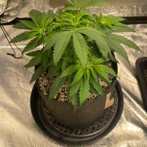  10th planet R1 growlog timeline photo