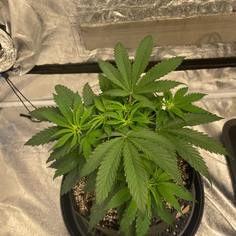  10th planet R1 growlog timeline photo