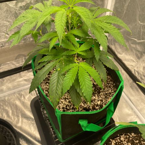  10th planet R1 growlog timeline photo