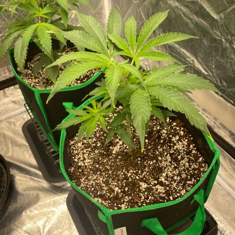  10th planet R1 growlog timeline photo