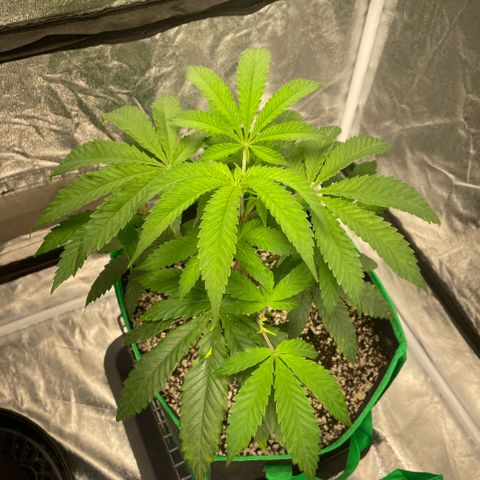  10th planet R1 growlog timeline photo