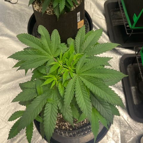  10th planet R1 growlog timeline photo