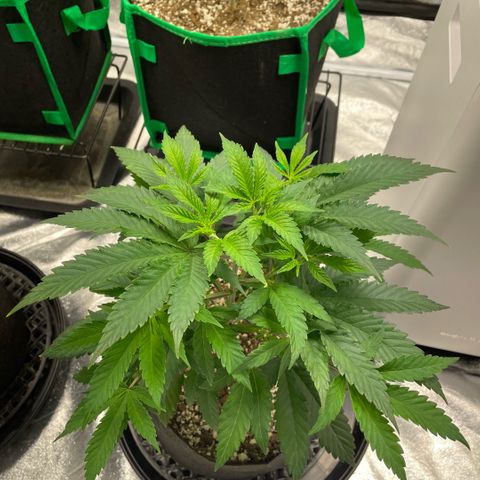  10th planet R1 growlog timeline photo