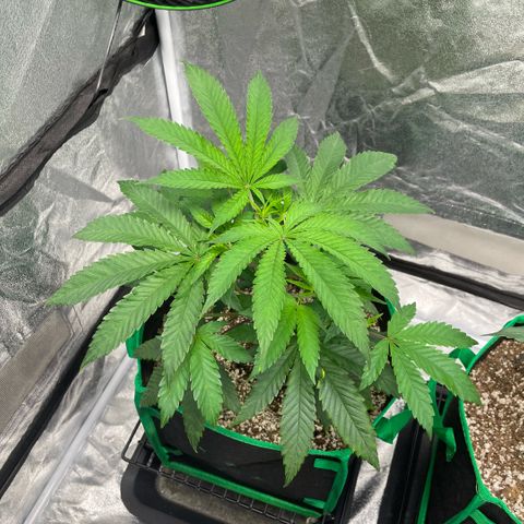  10th planet R1 growlog timeline photo