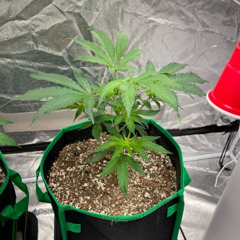  10th planet R1 growlog timeline photo