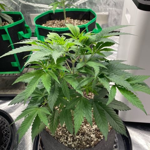  10th planet R1 growlog timeline photo