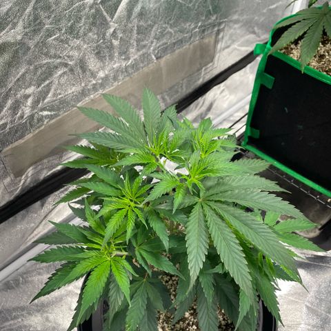  10th planet R1 growlog timeline photo