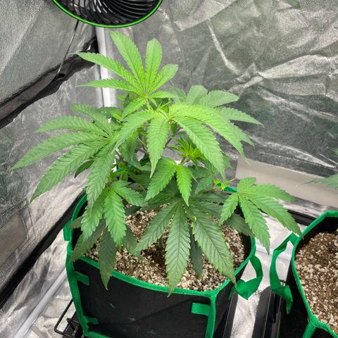  10th planet R1 growlog timeline photo