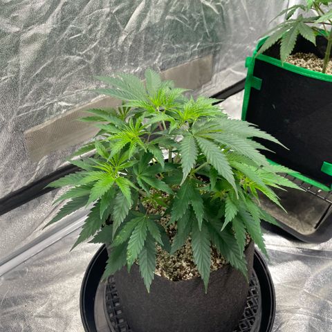  10th planet R1 growlog timeline photo