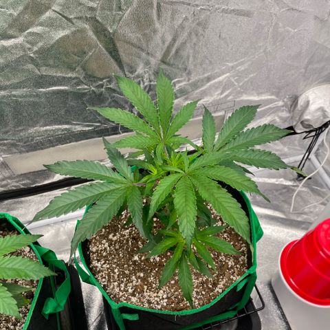  10th planet R1 growlog timeline photo