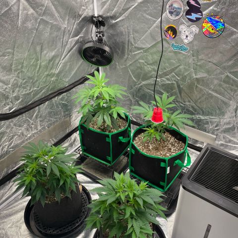  10th planet R1 growlog timeline photo