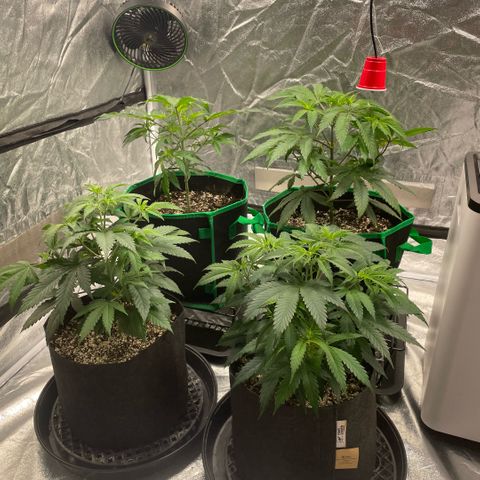  10th planet R1 growlog timeline photo