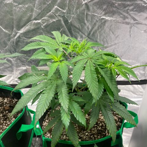  10th planet R1 growlog timeline photo