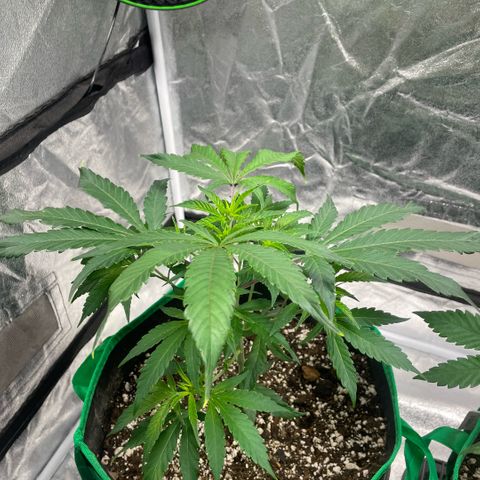  10th planet R1 growlog timeline photo