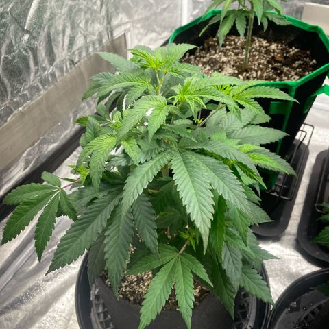  10th planet R1 growlog timeline photo