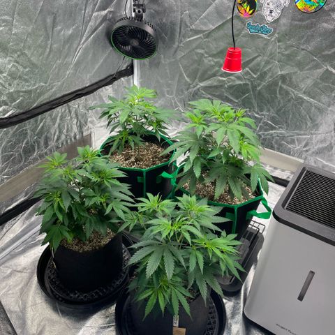  10th planet R1 growlog timeline photo
