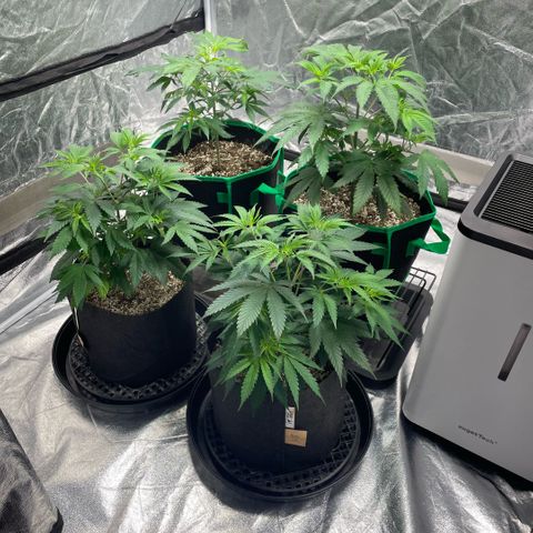  10th planet R1 growlog timeline photo
