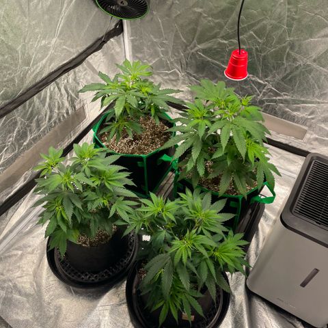  10th planet R1 growlog timeline photo