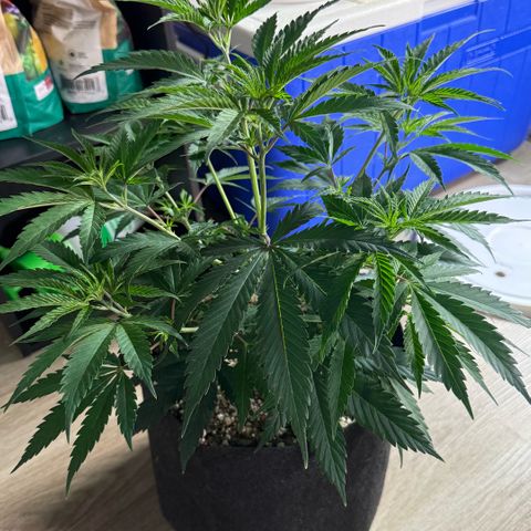  10th planet R1 growlog timeline photo