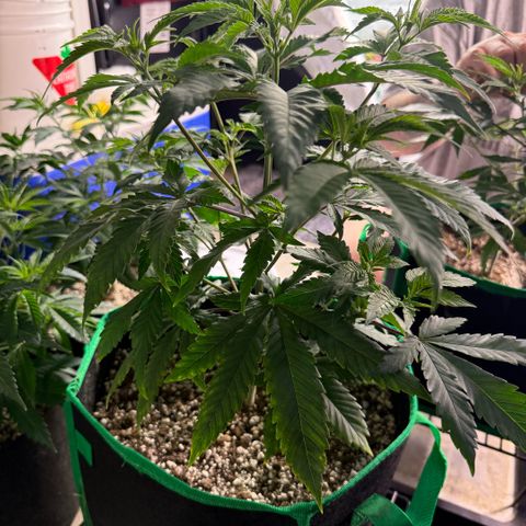  10th planet R1 growlog timeline photo