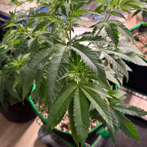  10th planet R1 growlog timeline photo
