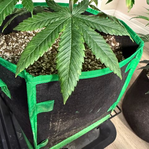  10th planet R1 growlog timeline photo