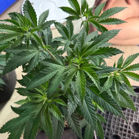  10th planet R1 growlog timeline photo