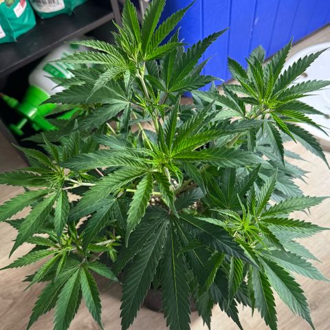  10th planet R1 growlog timeline photo