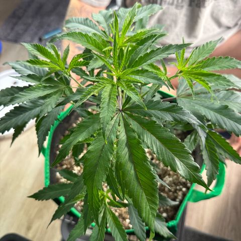  10th planet R1 growlog timeline photo