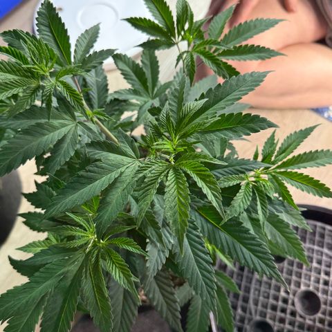  10th planet R1 growlog timeline photo