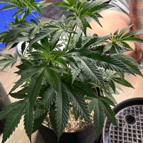  10th planet R1 growlog timeline photo