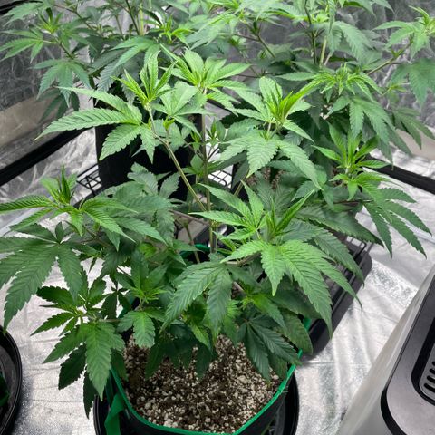  10th planet R1 growlog timeline photo