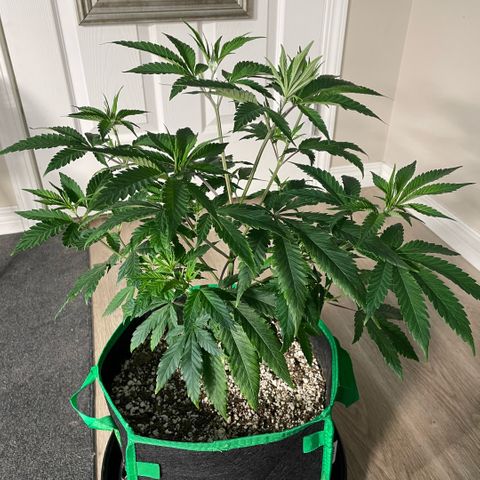  10th planet R1 growlog timeline photo