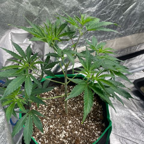  10th planet R1 growlog timeline photo