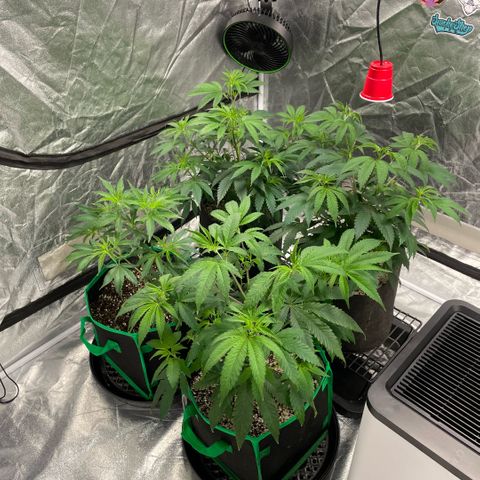  10th planet R1 growlog timeline photo