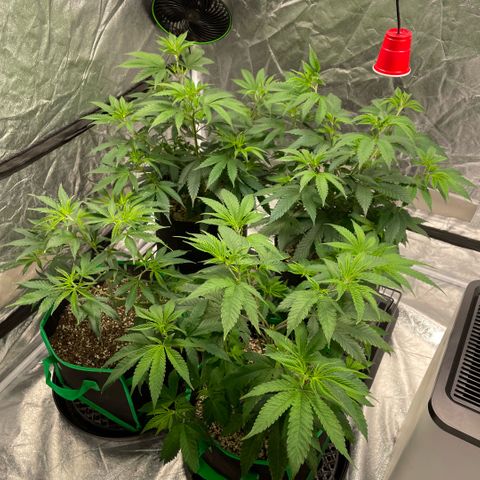  10th planet R1 growlog timeline photo