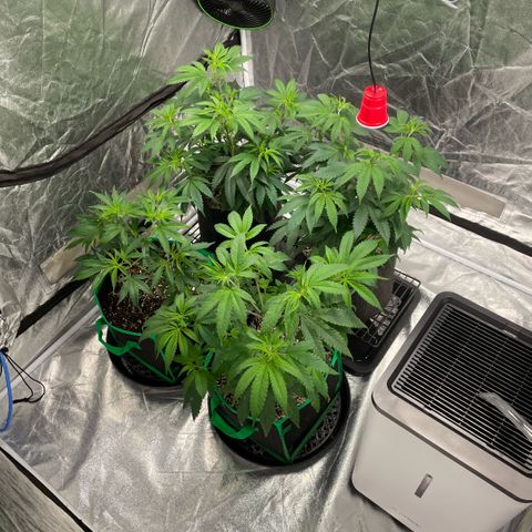  10th planet R1 growlog timeline photo