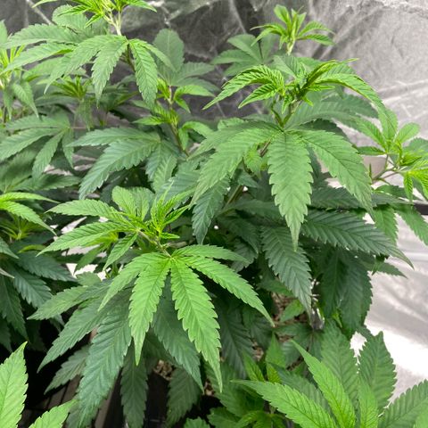  10th planet R1 growlog timeline photo