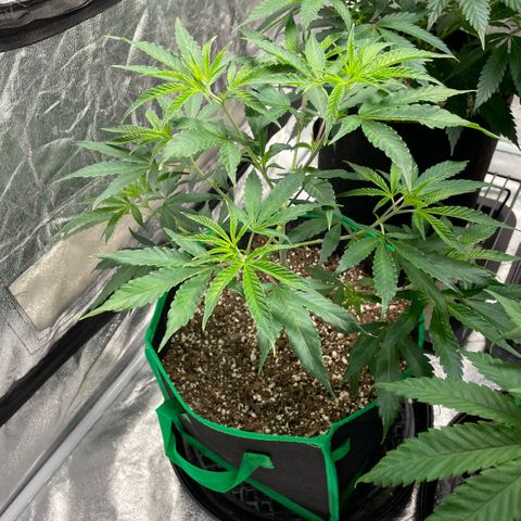 10th planet R1 growlog timeline photo