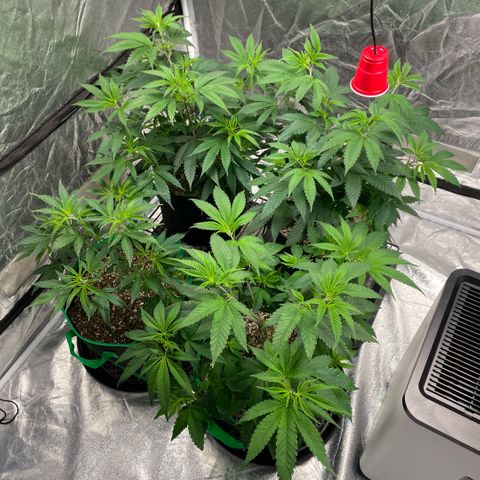  10th planet R1 growlog timeline photo