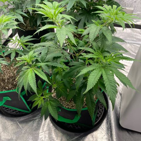  10th planet R1 growlog timeline photo