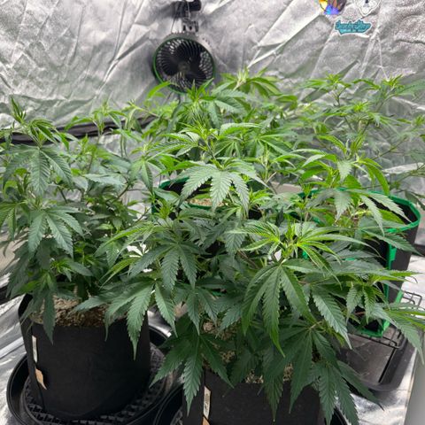  10th planet R1 growlog timeline photo