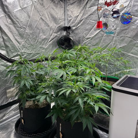  10th planet R1 growlog timeline photo