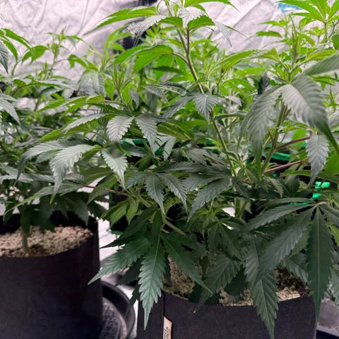  10th planet R1 growlog timeline photo