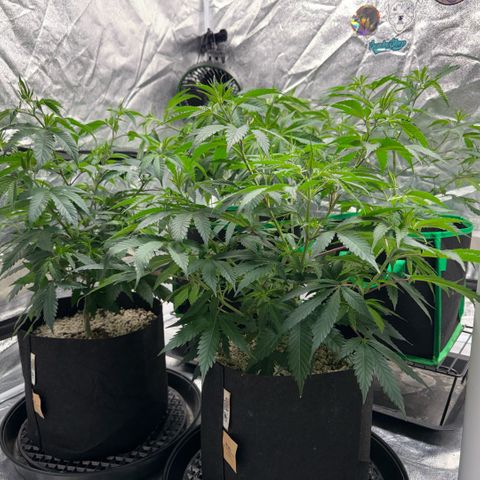  10th planet R1 growlog timeline photo