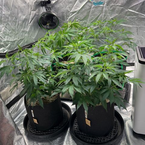 10th planet R1 growlog timeline photo